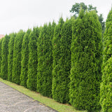 Tuia Occidentalis Smarald, gard viu vesnic verde
