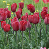 Bulbi Lalele Strong Love, set de 7 buc cu flori rosu intens, inflorire aprilie, crestere rapida
