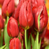 Bulbi Lalele Strong Love, set de 7 buc cu flori rosu intens, inflorire aprilie, crestere rapida