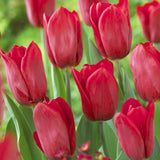 Bulbi Lalele Strong Love, set de 7 buc cu flori rosu intens, inflorire aprilie, crestere rapida