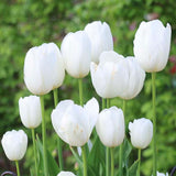 Bulbi Lalele Triumph White, set de 5 buc cu flori albe, inflorire aprilie, rezistent la frig