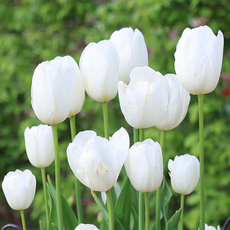 Bulbi Lalele Triumph White, set de 5 buc cu flori albe, inflorire aprilie, rezistent la frig