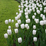 Bulbi Lalele Triumph White, set de 5 buc cu flori albe, inflorire aprilie, rezistent la frig