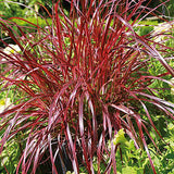 Iarba Ornamentala Carex Rogoz Everflame, rosu-burgundiu