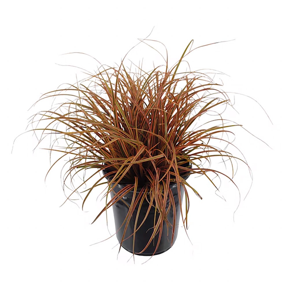 Iarba Ornamentala Carex Rogoz Everflame, rosu-burgundiu