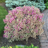 Weigela alb-verde All Summer Monet, cu flori roz pal
