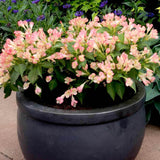 Weigela All Summer Peach, cu flori roz-piersica