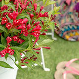 Weigela All Summer Red, cu flori rosii