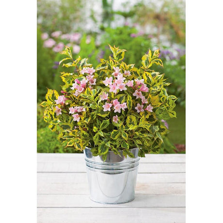 Weigela multicolor Magical Rainbow, cu frunze roz