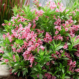 Weigela Picobella Rosa, cu flori roz