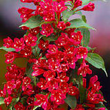 Weigela Red Prince, cu flori rosii