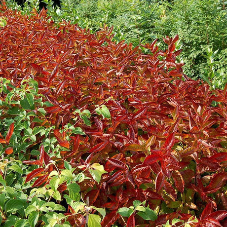 Weigela rosu-aramiu Wings Of Fire, cu flori roz