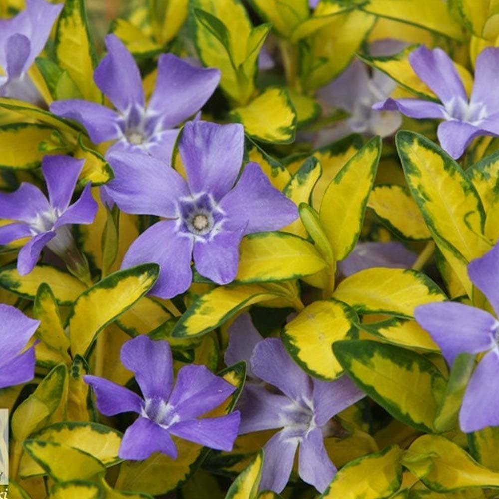 Saschiu cu frunza mica aurie, tarator, vesnic verde Illumination (Vinca Minor Illumination)