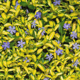 Saschiu cu frunza mica aurie, tarator, vesnic verde Illumination (Vinca Minor Illumination)