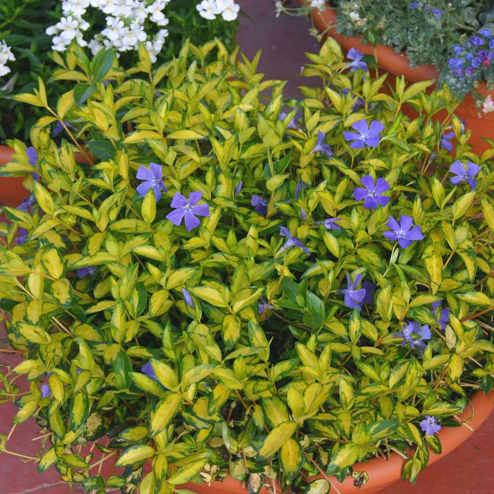 Saschiu cu frunza mica aurie, tarator, vesnic verde Illumination (Vinca Minor Illumination)