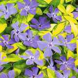 Saschiu cu frunza mica aurie, tarator, vesnic verde Illumination (Vinca Minor Illumination)