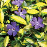 Saschiu cu frunza mica aurie, tarator, vesnic verde Illumination (Vinca Minor Illumination)