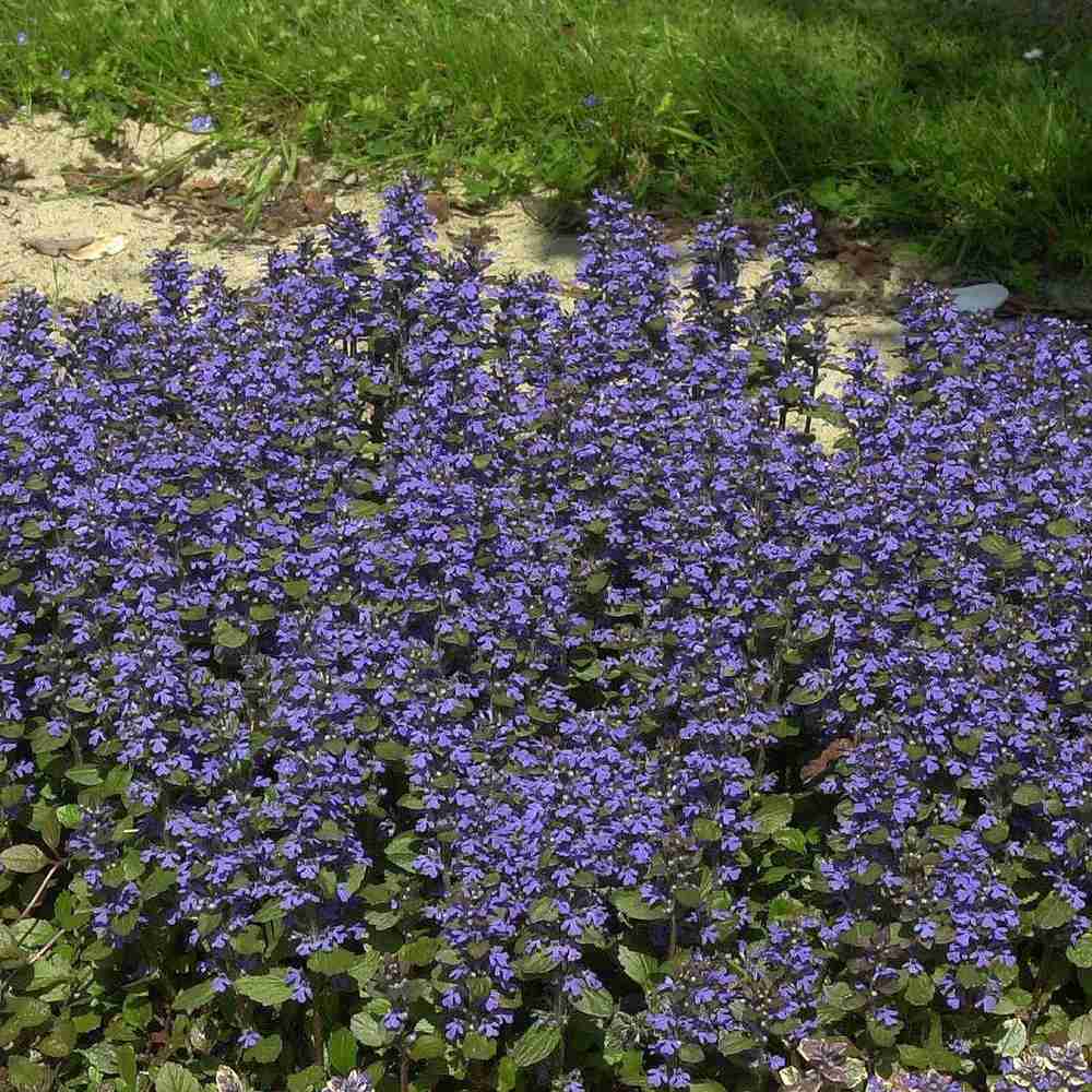 Vinetica Burgundy Glow (Ajuga reptans), cu flori albastre - VERDENA-30 cm, livrat in ghiveci de 3 l