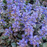 Vinetica Burgundy Glow (Ajuga reptans), cu flori albastre - VERDENA-30 cm, livrat in ghiveci de 3 l