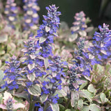 Vinetica Burgundy Glow (Ajuga reptans), cu flori albastre - VERDENA-30 cm, livrat in ghiveci de 3 l