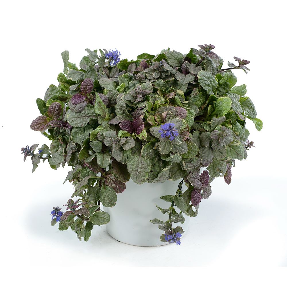 Vinetica Burgundy Glow (Ajuga reptans), cu flori albastre - VERDENA-30 cm, livrat in ghiveci de 3 l