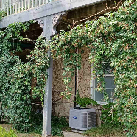 Vita Salbatica Bicolora Star Showers (Parthenocissus), cataratoare