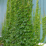 Vita Salbatica de Canada Engelmanii (Parthenocissus), cataratoare, cu frunze rosii de toamna
