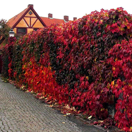 Vita Salbatica de Canada Engelmanii (Parthenocissus), cataratoare, cu frunze rosii de toamna