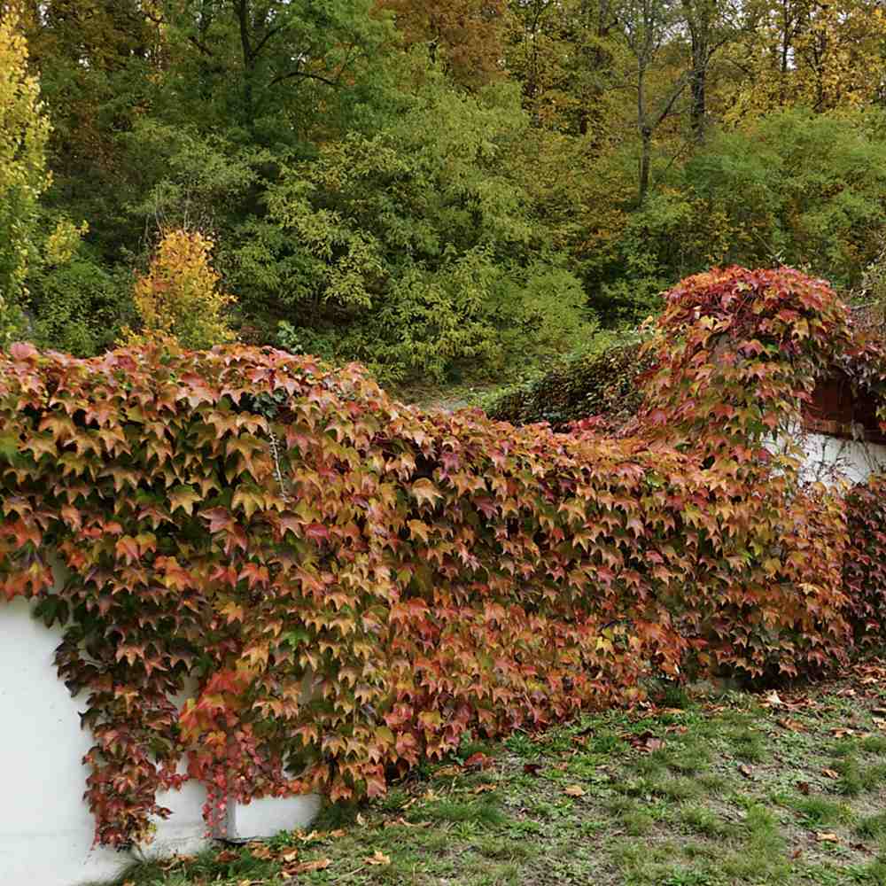 Vita Salbatica de Canada Engelmanii (Parthenocissus), cataratoare, cu frunze rosii de toamna