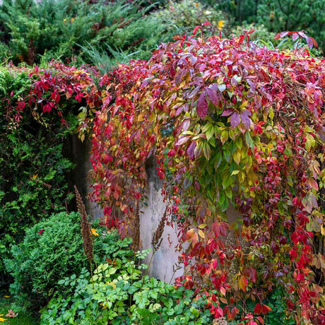 Vita Salbatica de Canada Engelmanii (Parthenocissus), cataratoare, cu frunze rosii de toamna