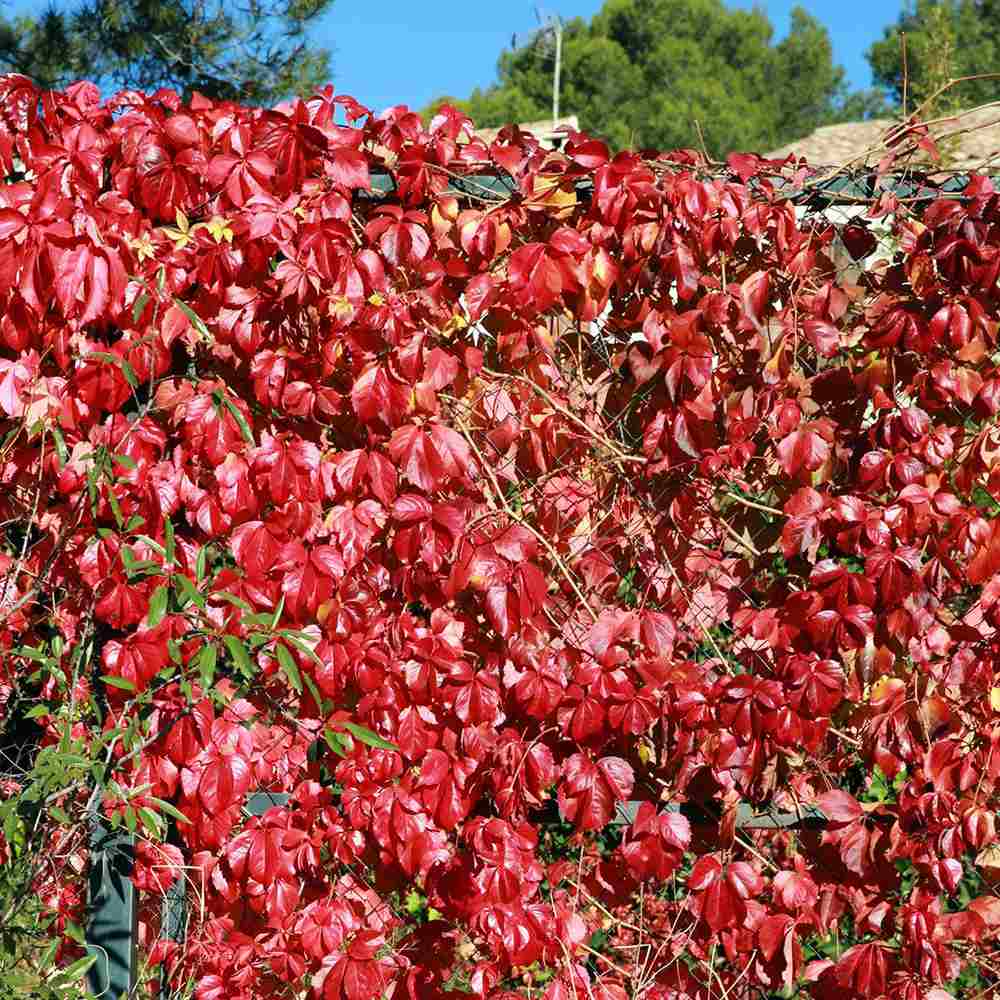Vita Salbatica de Canada (Parthenocissus Henryana), cataratoare, cu frunze rosii de toamna