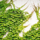 Vita Salbatica de Canada (Parthenocissus Henryana), cataratoare, cu frunze rosii de toamna