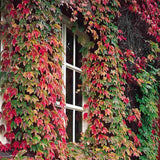 Vita Salbatica Tricuspidata Green Spring (Parthenocissus), cataratoare, cu frunze rosii de toamna