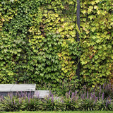 Vita Salbatica Tricuspidata Green Spring (Parthenocissus), cataratoare, cu frunze rosii de toamna