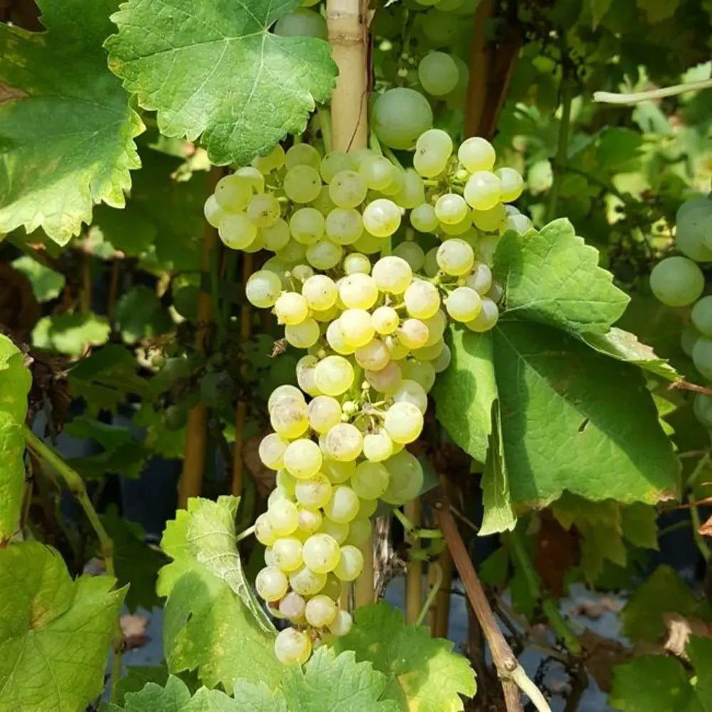 Vita de Vie (Vitis vinifera) Chasselas Dore, cu struguri mari aurii, an 2 pe rod