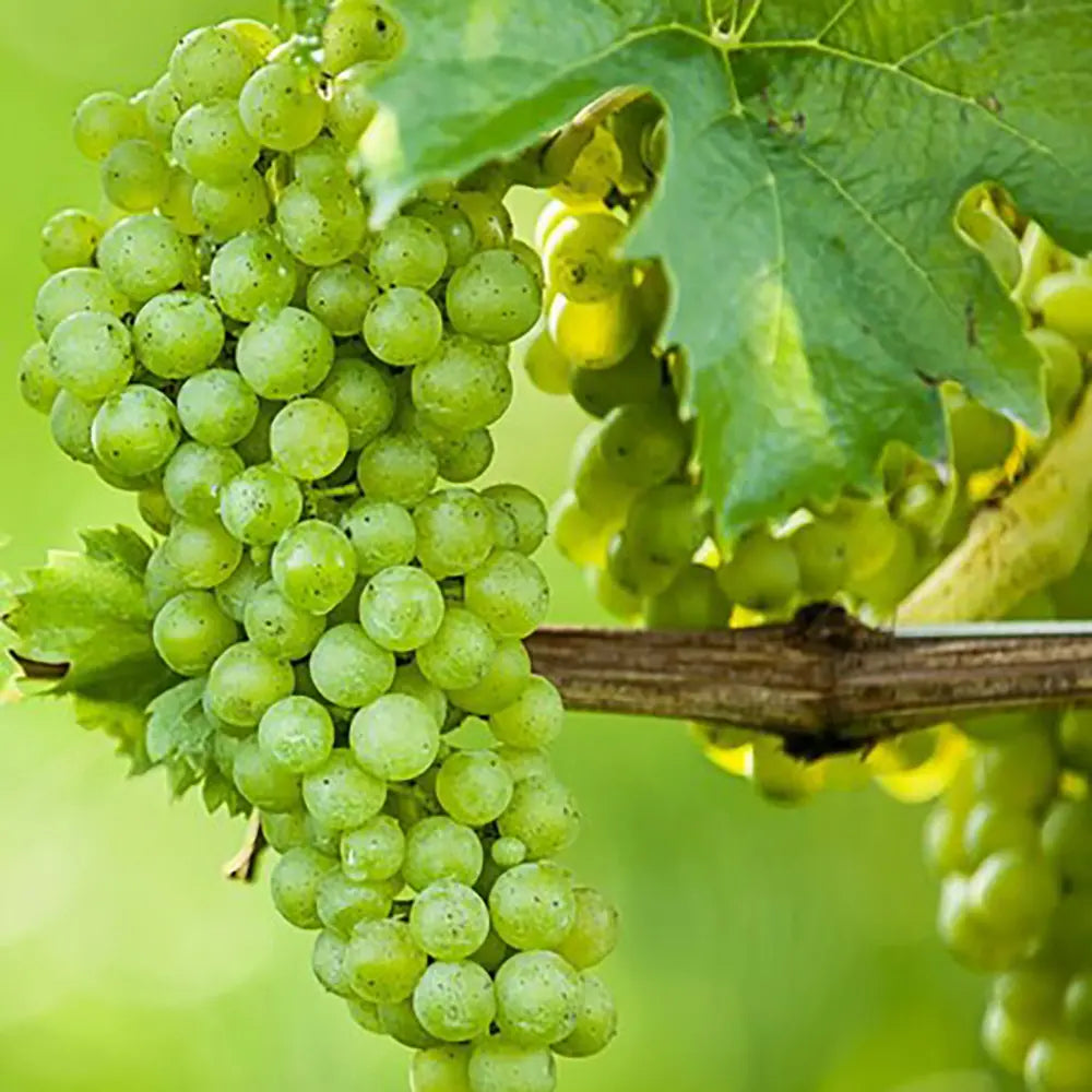 Vita de Vie (Vitis vinifera) Elisabeth, cu struguri mari albi, an 2 pe rod