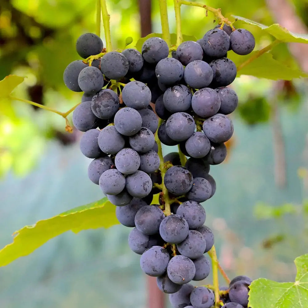 Vita de Vie (Vitis vinifera) Moscat Blue, cu struguri mari albastri, an 2 pe rod