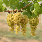 Vita de Vie (Vitis vinifera) Moscato Bianco, cu struguri mari albi, an 2 pe rod