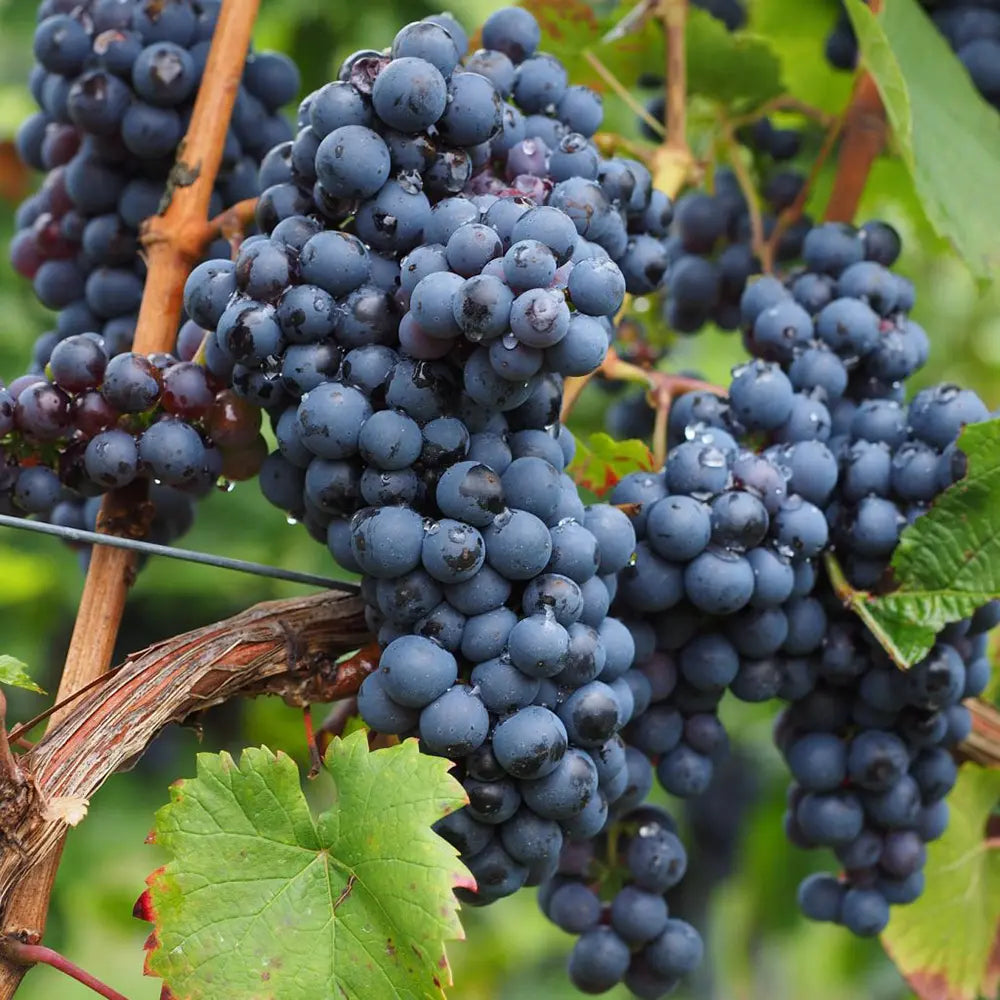 Vita de Vie (Vitis vinifera) Nero, cu struguri mari negri, an 2 pe rod