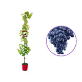 Vita de Vie (Vitis vinifera) Nero, cu struguri mari negri, an 2 pe rod