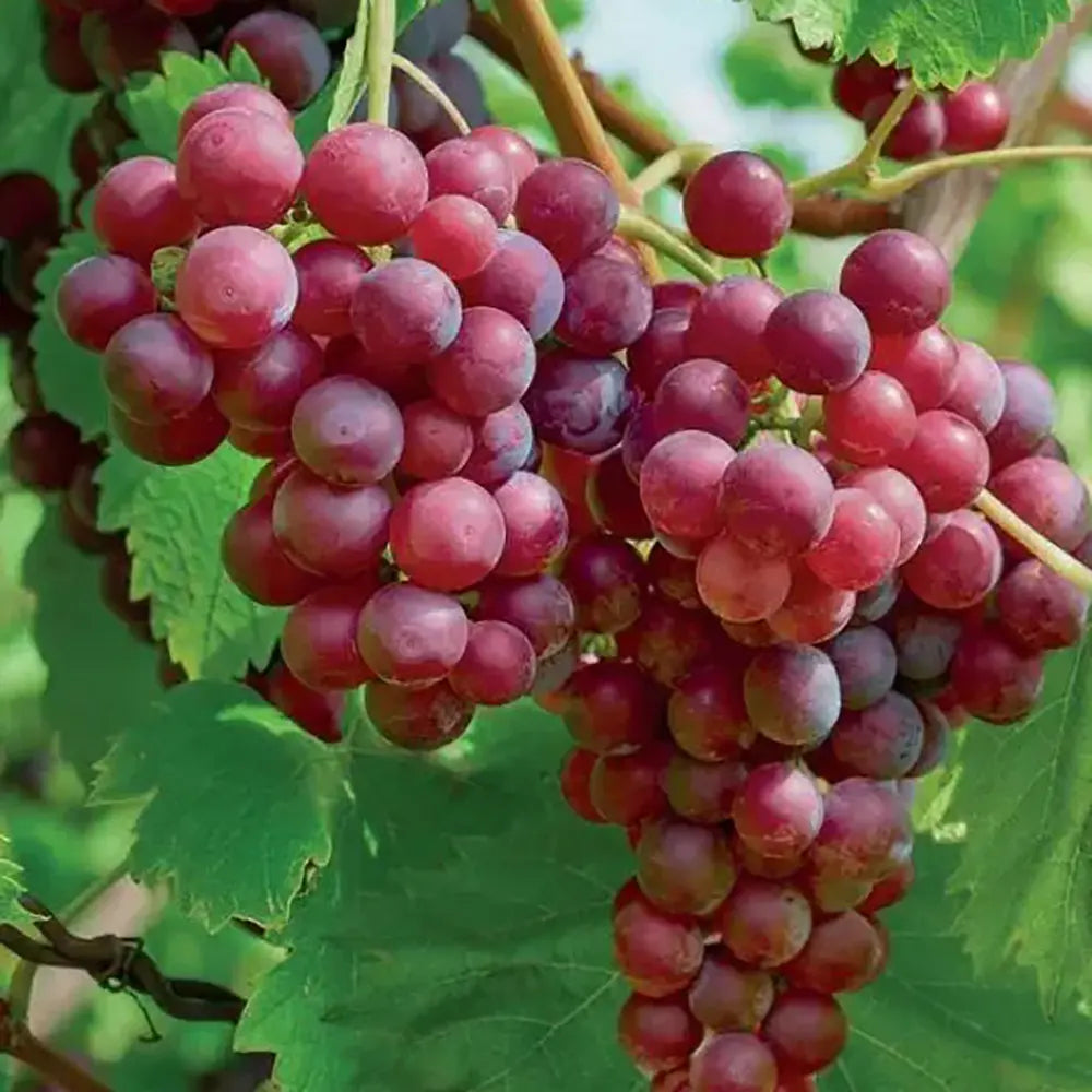 Vita de Vie (Vitis vinifera) Palatina, cu struguri mari aurii, an 2 pe rod