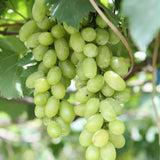 Vita de Vie (Vitis vinifera) Pizzutello Bianco, cu struguri mari albi, an 2 pe rod