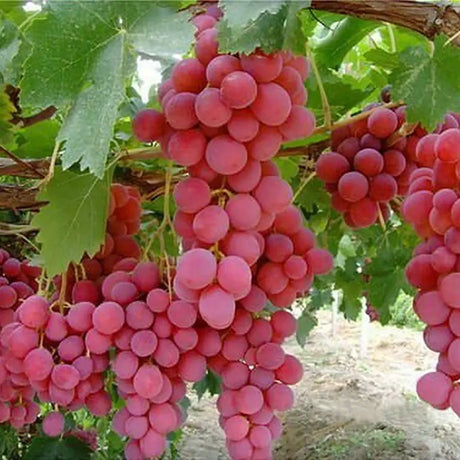 Vita de Vie (Vitis vinifera) Red Globe, cu struguri mari rosii, an 2 pe rod