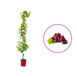 Vita de Vie (Vitis vinifera) Red Globe, cu struguri mari rosii, an 2 pe rod