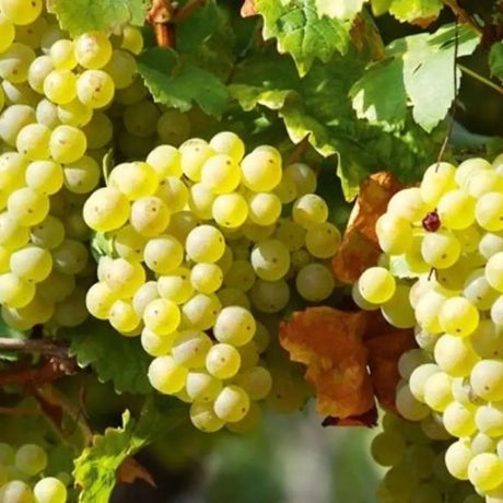 Vita de Vie (Vitis vinifera) Regal, fara samburi, cu struguri mari albi, an 2 pe rod