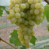 Vita de Vie (Vitis vinifera) Sophia, cu struguri mari albi, an 2 pe rod