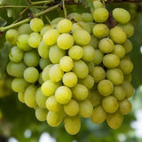 Vita de Vie (Vitis vinifera) Sultanina Bianca, cu struguri mari albi, an 2 pe rod