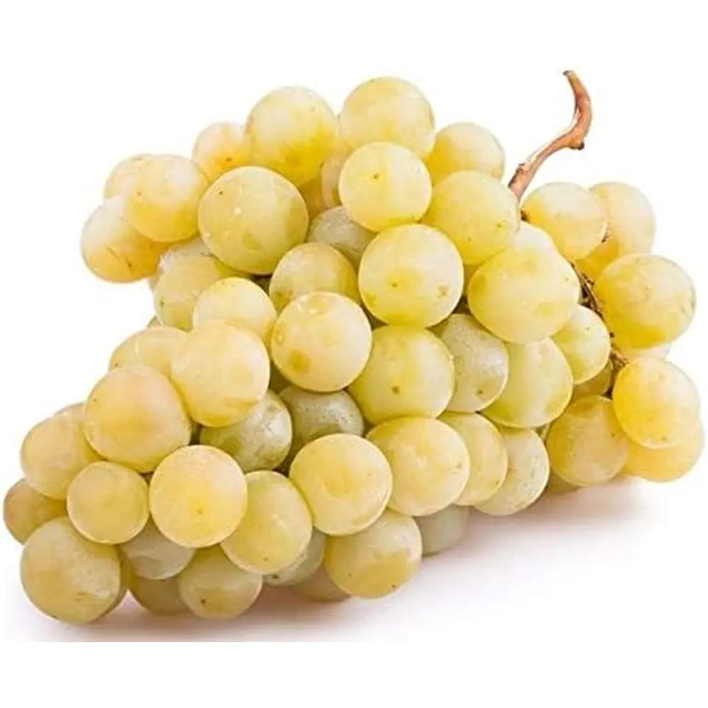 Vita de Vie (Vitis vinifera) Sultanina Bianca, cu struguri mari albi, an 2 pe rod