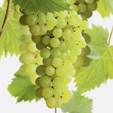 Vita de Vie (Vitis vinifera) Superior, fara samburi, cu struguri mari albi, an 2 pe rod