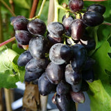 Vita de Vie (Vitis vinifera) Damaris, cu struguri mari albastri-negri, an 2 pe rod